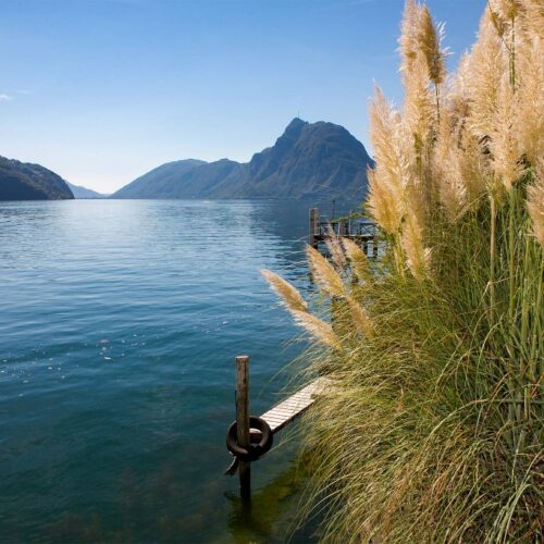 SVIZZERA-viaggi organizzati torino mare-fiori-bianchi