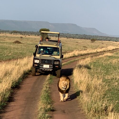 leone con dietro jeep da safari