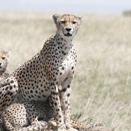 ghepardo con i suoi cuccioli