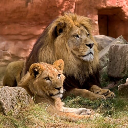 leone e leonessa che si riposano