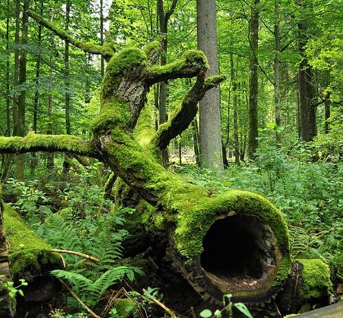 bosco della Polonia