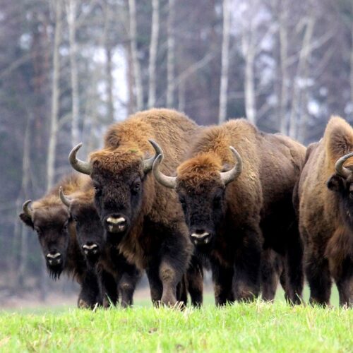 gruppo di bisonti in Polonia