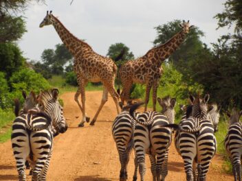 zebre e giraffe nella Tanzania