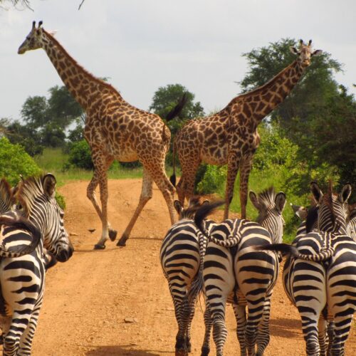 zebre e giraffe nella Tanzania