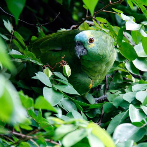 pappagallo in libertà in Brasile