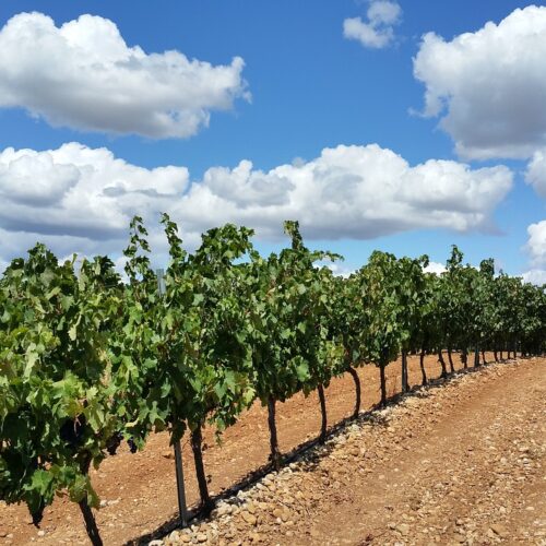 PAESI-BASCHI-viaggi di gruppo torino vigneto