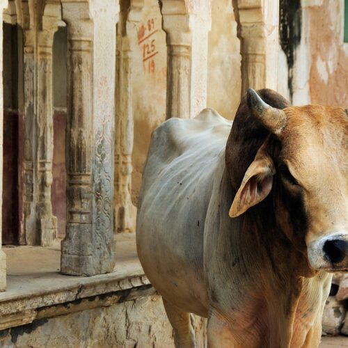 INDIA-viaggi di gruppo da torino bovino