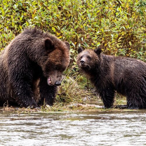 orso grizzly con il suo cucciolo in un fiume nella Great Bear Rainforest tour operator cuneo
